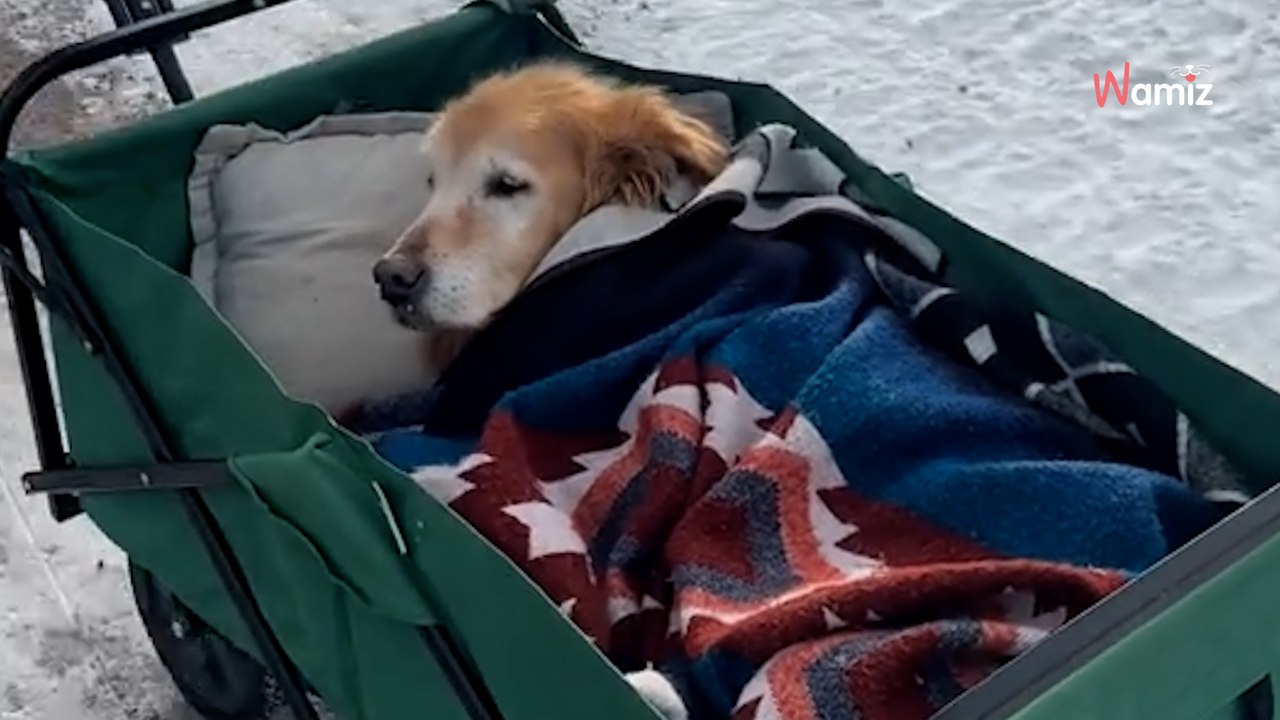 Son Golden Retriever de 17,5 ans est incapable de marcher : elle trouve le moyen de lui offrir un peu de mobilité
