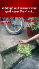 गटाराच्या पाण्यात धुतल्या जात आहेत मेथीच्या जुड्या...व्हिडिओ व्हायरल !