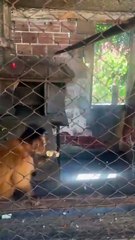 Macaco-prego é resgatado após 31 anos acorrentado pelo pescoço confinado em gaiola