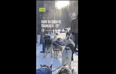 Canada : faire du chien de traineau à -28° dans le parc national de Banff, dans les rocheuses canadiennes