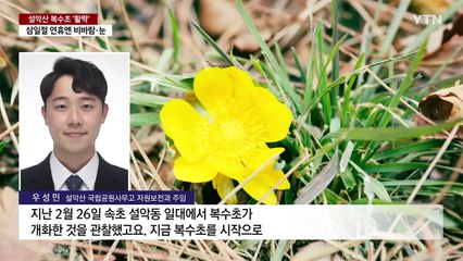 [날씨]"벌써 봄?" 설악산 복수초 '활짝'...연휴엔 비바람·폭설 / YTN