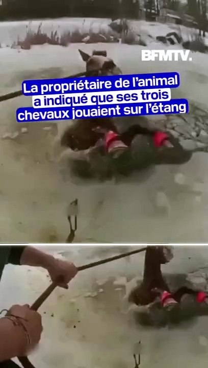 États-Unis: ce cheval, tombé dans un lac gelé, sauvé par sa propriétaire, ses proches et des policiers