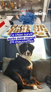 Ce chien survit après avoir mangé 24 chaussettes et divers autres tissus