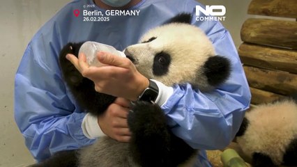 Berlino: i due adorabili cuccioli di panda gigante Leni e Lotti vengono allattati con dei biberon