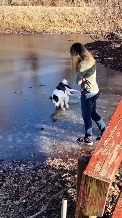 Son absolutamente increíbles: el vídeo de cómo las mascotas se mimetizan con sus dueños