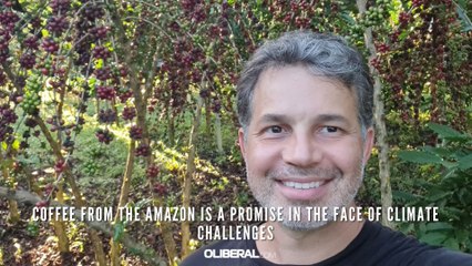 Coffee from the Amazon is a promise in the face of climate challenges