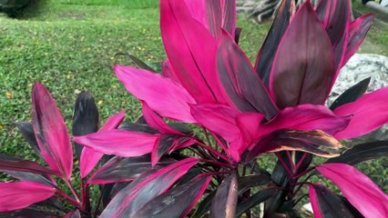 Jackpots and Bullet Trains Tour EP 6