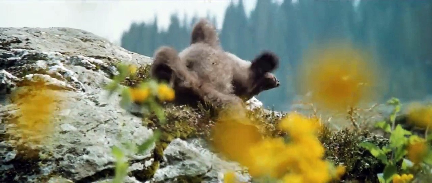 L'ours
