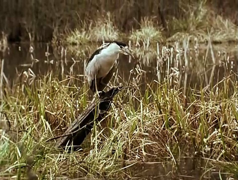 Im Schatten der Eule E11 - Der maechtige Caliban