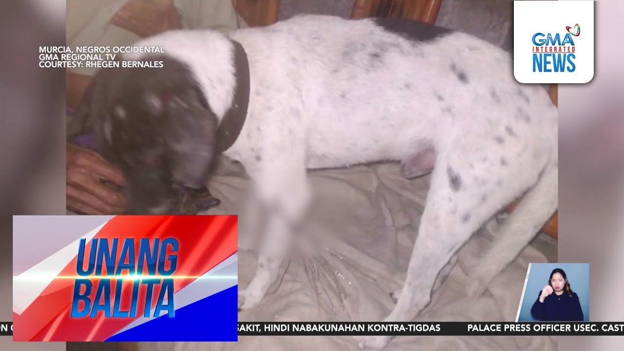 Isa pang aso, pinana sa kaliwang binti; patuloy na nagpapagaling | Unang Balita