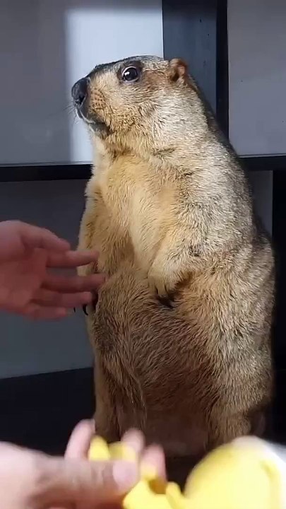 🌄 Dive into the fascinating world of the marmot! 🐾 In this informative vi