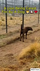 🦁🐶 "When a Dog Becomes a Lion’s Mom… TOO CUTE! 😂❤️" #shorts  #shortvideo  #shorts