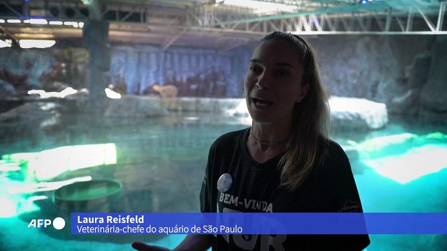 Conheça Nur, a primeira filhote de urso polar nascido na América Latina