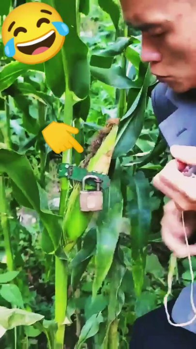 Nature Fruits And Vegetables Yammy And Tasty 🌽🌶🍓🍒🍋🥭🍇#Fruit #nature #short #viral