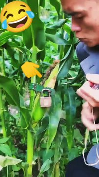 Nature Fruits And Vegetables Yammy And Tasty 🌽🌶🍓🍒🍋🥭🍇#Fruit #nature #short #viral