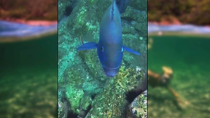 Blue groper Bushies Bay | Illawarra Mercury | February 28, 2025