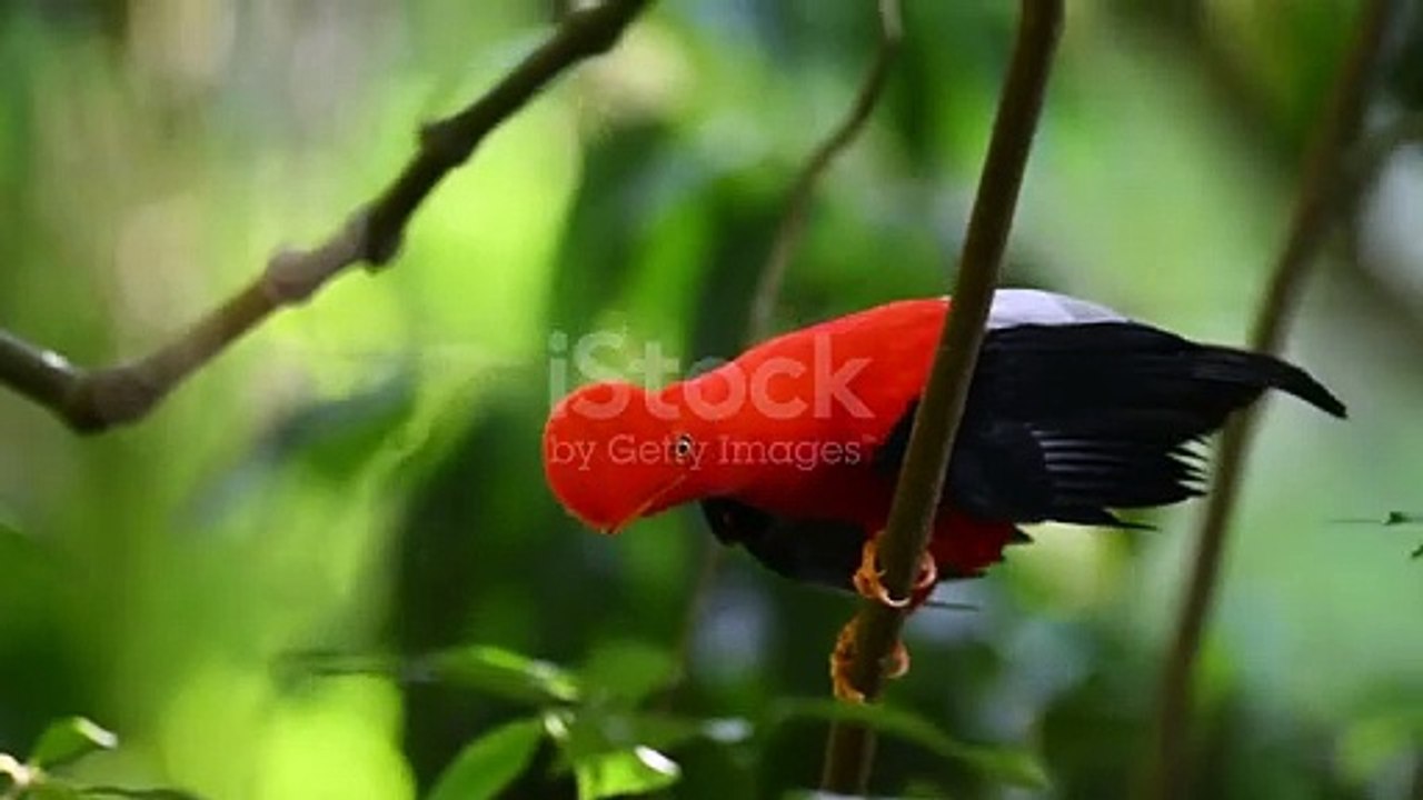 Birds vedio