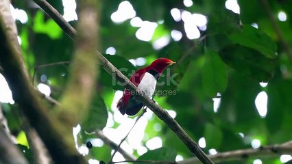 Birds vedio