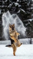 雪が嬉しくて踊る シェパードの赤ちゃん