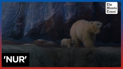 Sao Paulo's Aquarium presents first polar bear cub born in Latin America