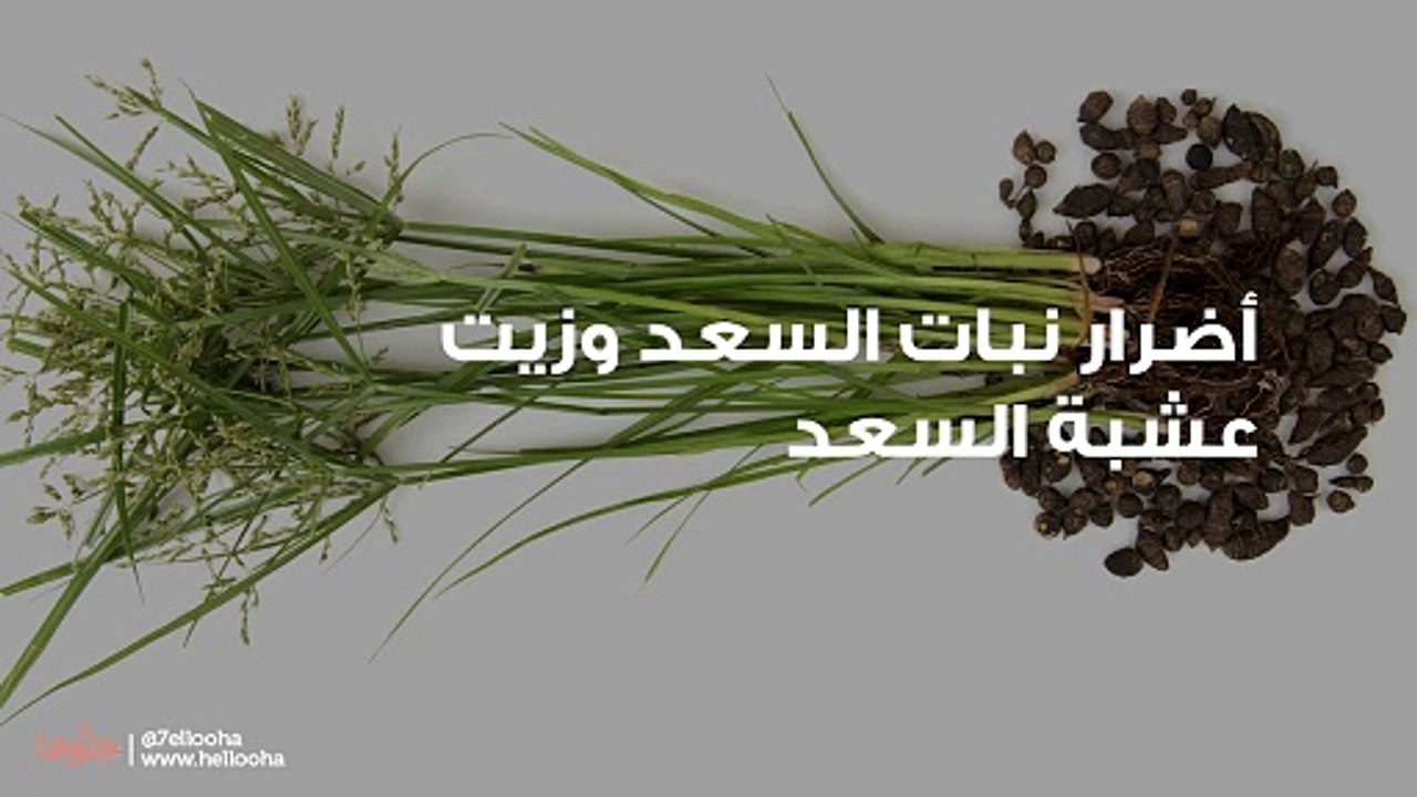 أضرار نبات السعد وزيت عشبة السعد