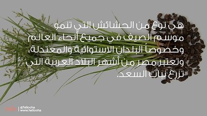 ما هي نبتة السعد (Cyperus rotundus)؟