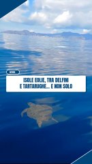 Tartarughe caretta caretta avvistate alle Eolie