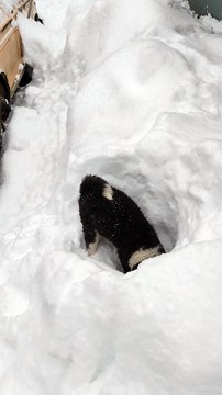 Border Collie Pup Digs Hole in Snow