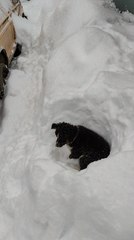 Border Collie Pup Digs Hole in Snow
