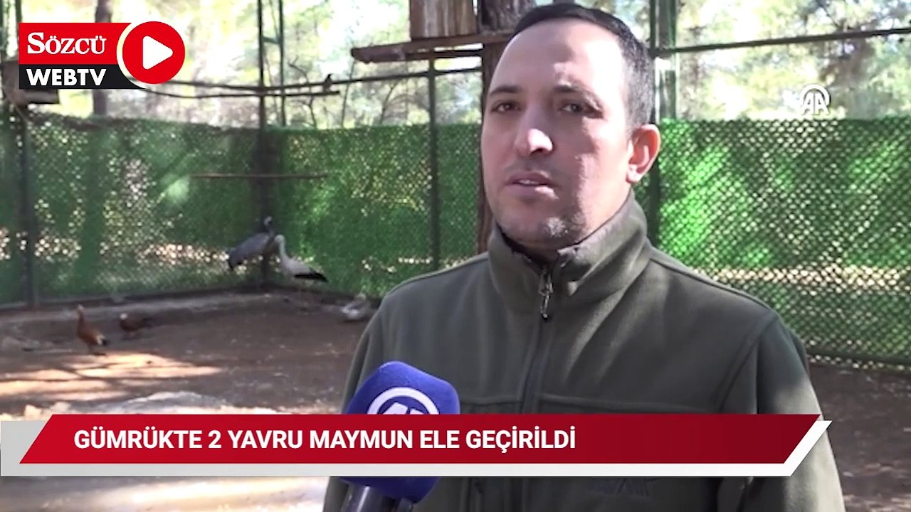 Gümrükte ele geçirilen 2 maymun yavrusu korumaya alındı