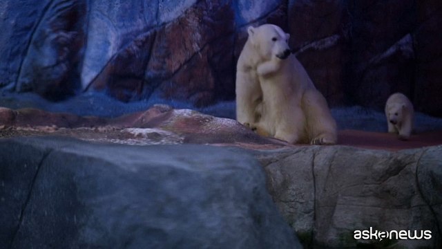 Nur è la prima cucciola di orso polare nata in America Latina