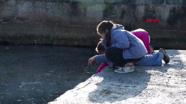 Marmara ölüyor: Moda'yı denizanası müsilajı kapladı
