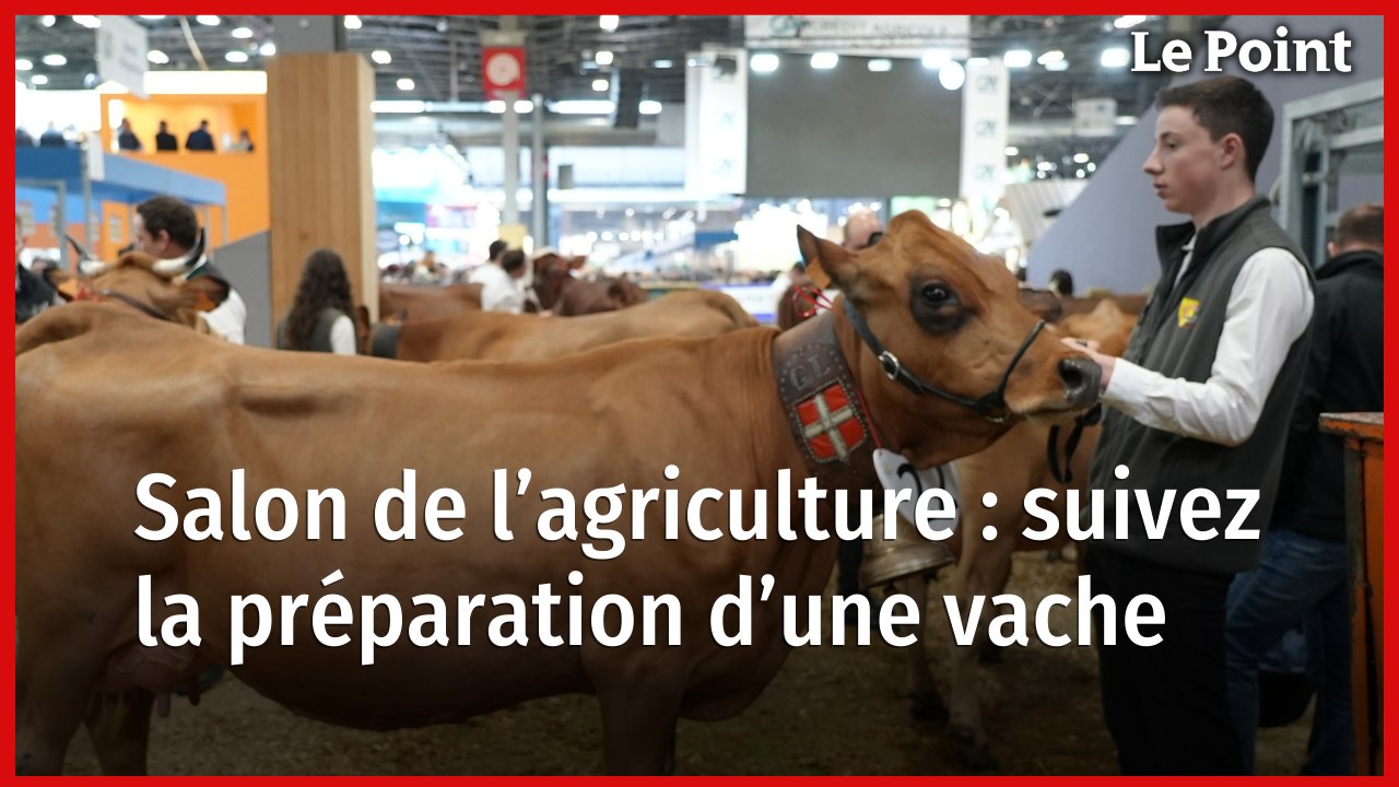 Salon de l’agriculture : suivez la préparation d'une vache pour le concours