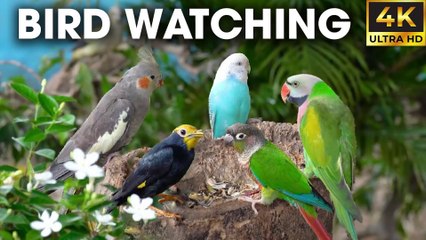 Video For Cats To Watch - Parrots, Birds, and Squirrels at Their Best – Lush Paradise
