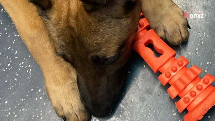 Il rend un chiot au refuge 14 jours après son adoption : son explication va mettre l'équipe en colère