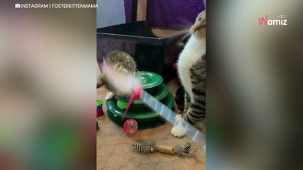 Une chatte errante est accueillie par une famille d’accueil : à peine arrivée, elle lui réserve une belle surprise