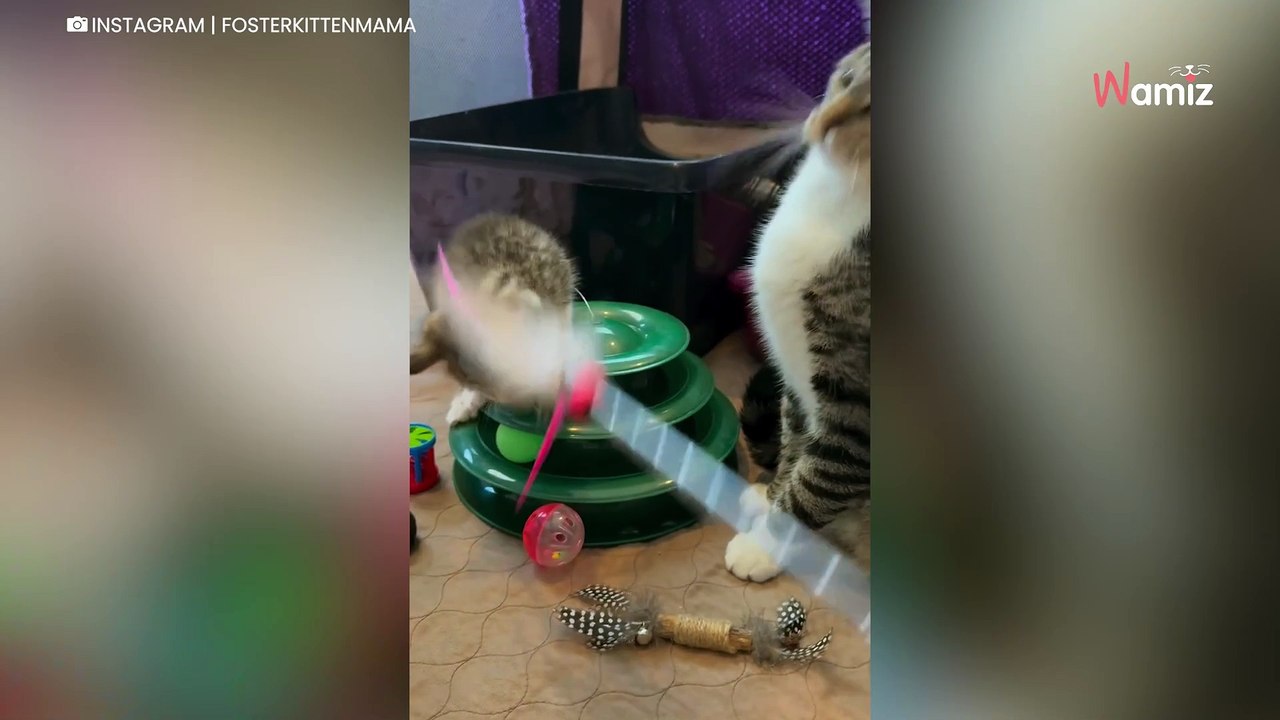 Une chatte errante est accueillie par une famille d’accueil : à peine arrivée, elle lui réserve une belle surprise