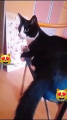 Cat tails irritating him