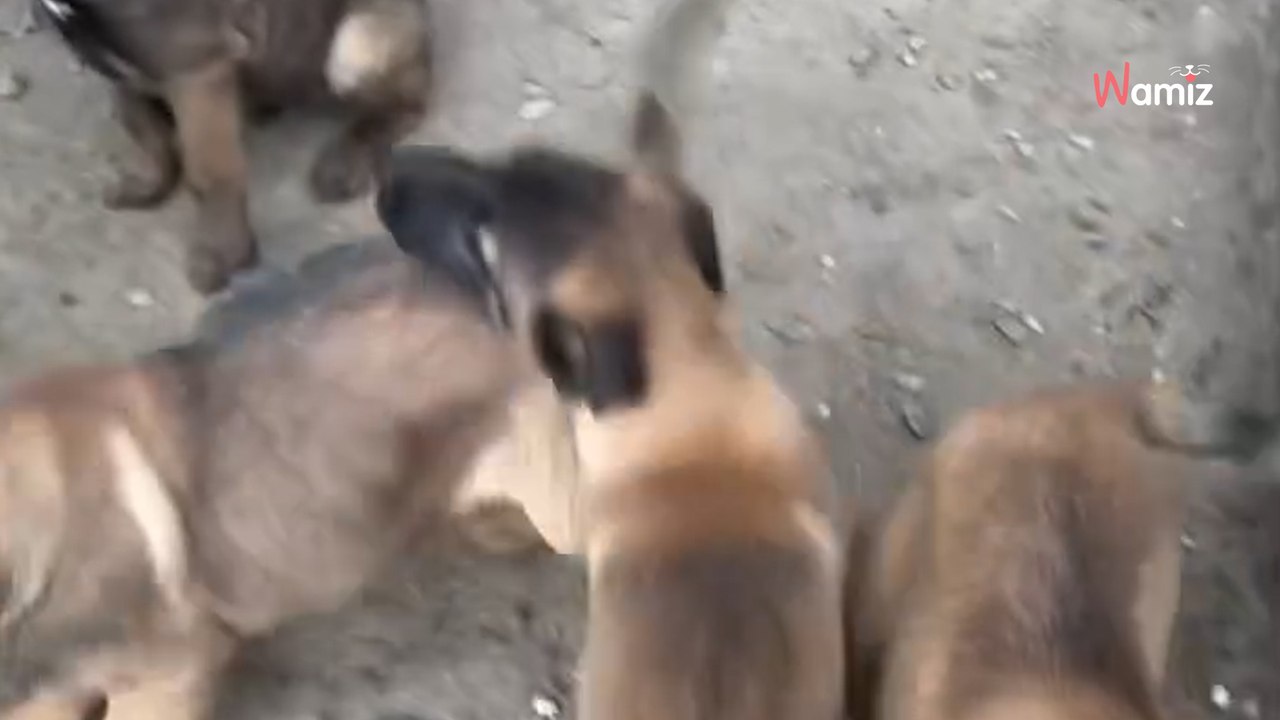 Pyrénées-Orientales : suite à un signalement, un refuge découvre la triste vie de deux chiens et leurs petits