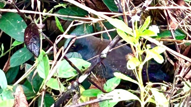 Hallan a un ave que se creía extinta de una isla de las Galápagos hace casi dos siglos