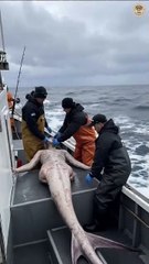 Sereia capturada por pescadores