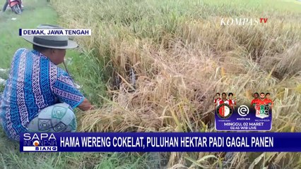 Padi Diserang Hama Wereng Coklat, Petani di Demak Gagal Panen