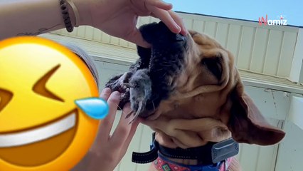 Elle dit « Lâche » à son chien : 1,5M personnes auraient préféré ne pas savoir ce qu'il avait dans la bouche (vidéo)
