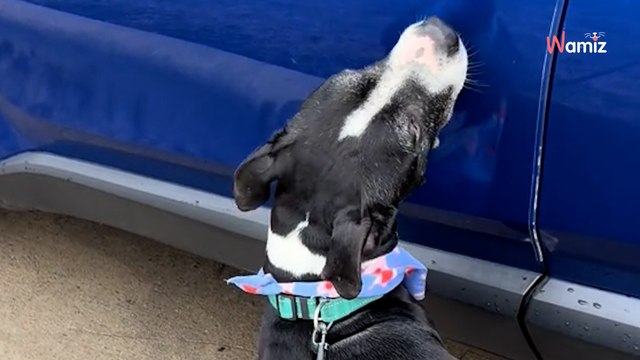 Après une nuit hors du refuge, un vieux chien est de retour : son attitude déchirante va décontenancer une bénévole