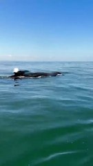 BALLENAS JOROBADAS DE SAMANA