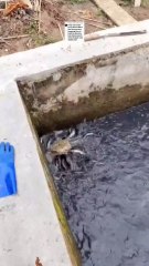 2 pakan alternatif ini jenis daging Begini cara memberikan nya untuk ikan lele