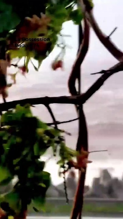 Cyclone Garance : le déluge vu par les internautes