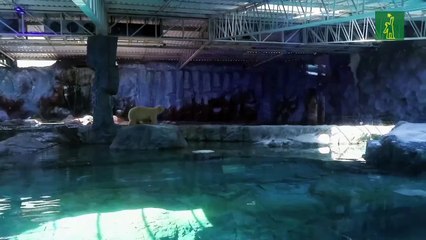 Nur, la primera osezna polar nacida en América Latina da sus primeros pasos en Brasil