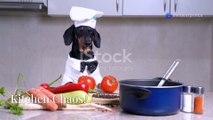 invideo-ai-1080 When Dogs Become Masterchefs! 2025-02-28