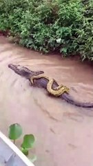 Cobra pega carona em jacaré no Pantanal: Vídeo inusitado viraliza na internet